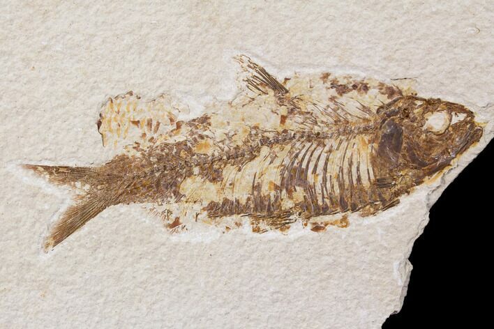 Bargain, Fossil Fish (Knightia) - Wyoming #89163